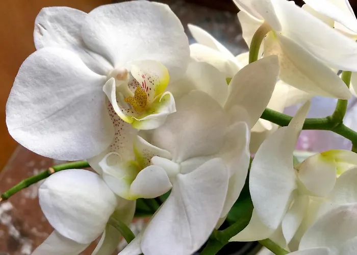 Hotel Kaiserswerth Düsseldorf